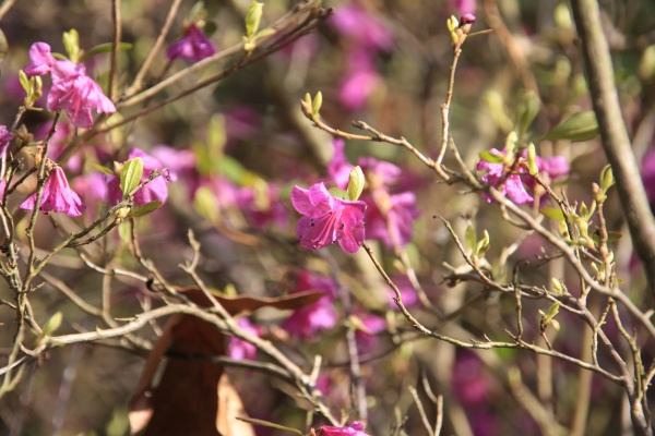 Fruehling 2009   055.jpg